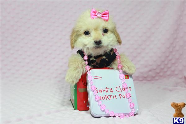 lvpuppyheaven Picture 2
